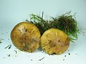 Cortinarius_splendens_var_meinhardii_8292