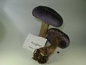 Cortinarius_terpsicores_Adel-Klumpfuss_7930