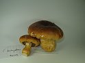 Cortinarius_triumphans_Gelbgestiefelter_Schleimkopf_7933