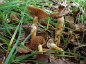 Cortinarius_trivialis_7904