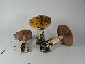 Cortinarius_varius_8038
