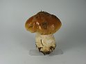 Cortinarius_varius_8130