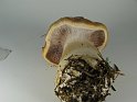 Cortinarius_varius_8131