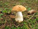 Cortinarius_varius_8207