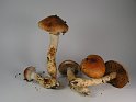 Cortinarius_vulpinus_8159
