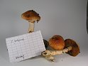 Cortinarius_vulpinus_8160