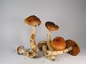 Cortinarius_vulpinus_8163
