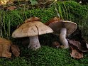 Cortinarius_xxx_7910