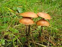 Galerina_marginata_8358