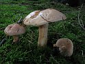 Hebeloma_laterinum_8119