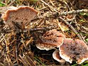 Hydnellum_peckii_8354