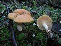 Hydnum_repandum_var_rufescens_7970