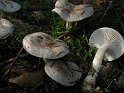 Hygrophorus_agathosmus_7973