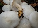 Hygrophorus_eburneus_Elfenbeinschneckling_8102