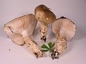 Hygrophorus_latitabundes_8185