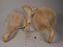 Hygrophorus_penarius_Trockener-Schneckling_8192