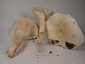 Hygrophorus_penarius_Trockener-Schneckling__8194