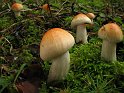 Hygrophorus_pudorinus_8248