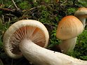 Hygrophorus_pudorinus_8250