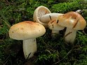 Hygrophorus_pudorinus_8258