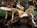 Hygrophorus_unicolor_Orangefalber_Schneckling_8103