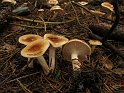 Hygrophorus_unicolor_Orangefalber_Schneckling_8390