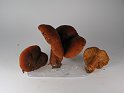 Lactarius_fulvissimus_Orangefuchsiger_Milchling_8152