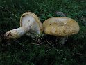 Lactarius_scrobiculatus_7968