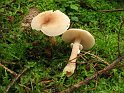 Lepiota_cristata_8348