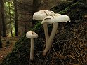 Limacella_illinita_Glaenzender_Schleimschirmling_8369