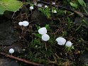 Marasmius_epiphyllus_7971
