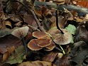 Micromphale_brassicolens_Kohl-Stinkschwindling_7890
