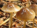 Mycena_aurantiomarginata_8312