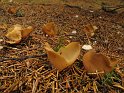 Otidea_papillata_8376