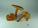 Rhodocybe_nitellina_8149