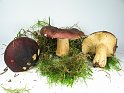 Russula_xerampelina_8298