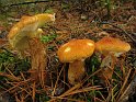 Suillus_cavipes_8332