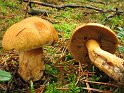 Suillus_variegatus_8342