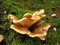 Tapinella_panuoides_Muschelkrempling_8362