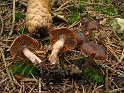 Telamonia_x_8217