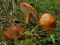 Tricholoma_aurantium_Orangeroter_Ritterling_8229