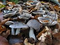 Tricholoma_orirubens_Roetender_Erdritterling_8081